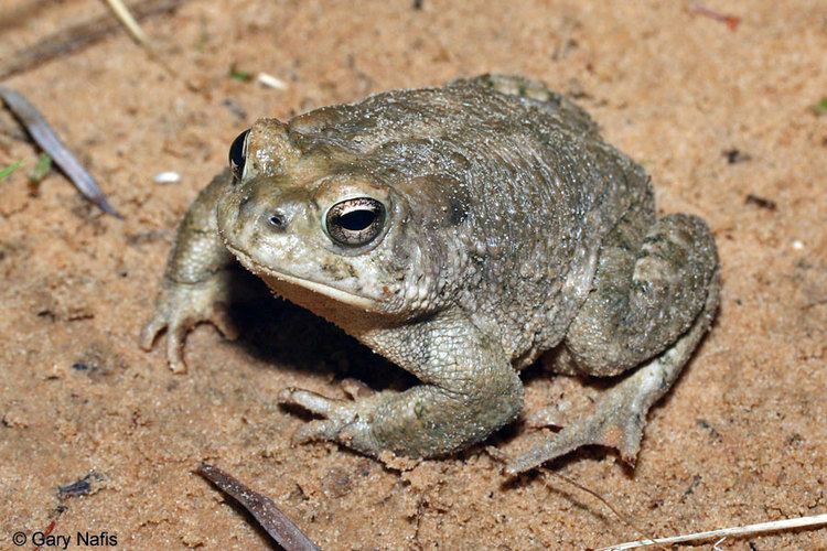 Arizona toad Anaxyrus microscaphus Arizona Toad