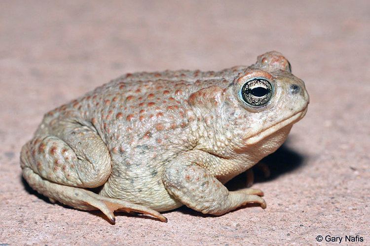 Arizona toad Anaxyrus microscaphus Arizona Toad