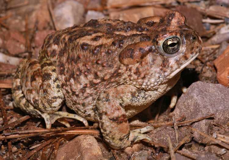 Arizona toad Arizona Toad Tucson Herpetological Society