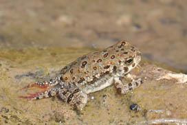 Arizona toad Arizona Toad