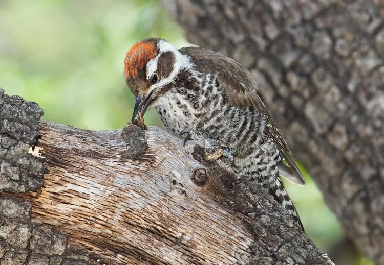Arizona woodpecker Arizona Woodpecker Audubon Field Guide
