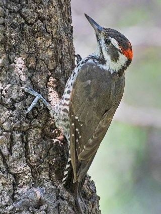 Arizona woodpecker Arizona Woodpecker Identification All About Birds Cornell Lab of