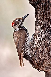 Arizona woodpecker httpsuploadwikimediaorgwikipediacommonsthu