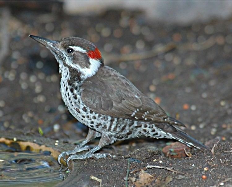 Arizona woodpecker Photographs of Arizona woodpeckers and the many birds on the Arizona