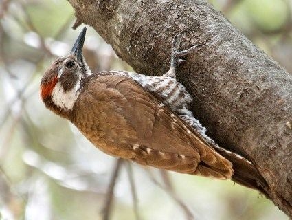 Arizona woodpecker Arizona Woodpecker Identification All About Birds Cornell Lab of