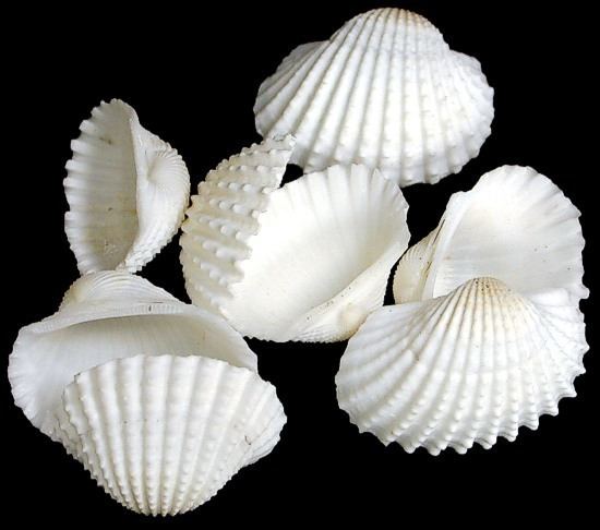 Ark clam Ark Shells
