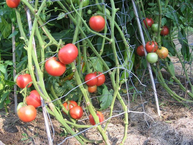 Arkansas Traveler tomato In My Kitchen Garden Garden Journal 73106 Growing Arkansas