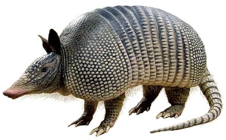 Armadillo ANIMAL SPIRIT GUIDE ARMADILLO