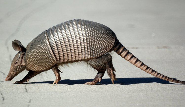 Armadillo 1000 images about Armadillo on Pinterest Wraps Animal kingdom