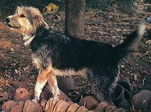 Armant (dog) httpsuploadwikimediaorgwikipediacommons22