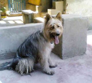 Armant (dog) Pet Dogs Picture Armant Dog Breed