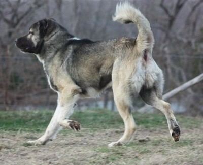 Armenian Gampr dog Armenian Gampr Dog Breed Information and Pictures