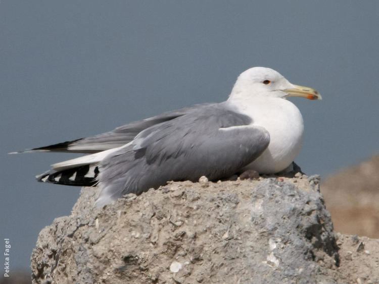 Armenian gull Armenian Gull KuwaitBirdsorg