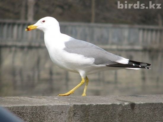 Armenian gull Armenian Gull BirdForum Opus