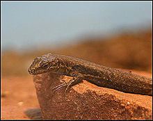 Armenian lizard httpsuploadwikimediaorgwikipediacommonsthu