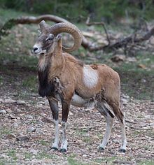 Armenian mouflon Armenian mouflon Wikipedia
