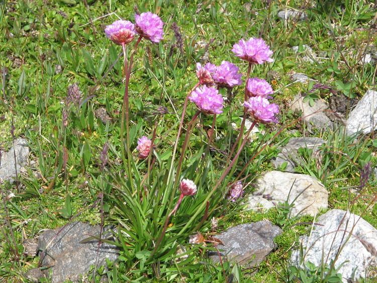 Armeria alpina FileArmeria alpina001jpg Wikimedia Commons