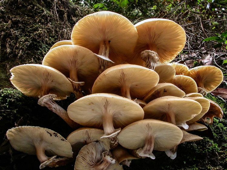 Armillaria California Fungi Armillaria mellea