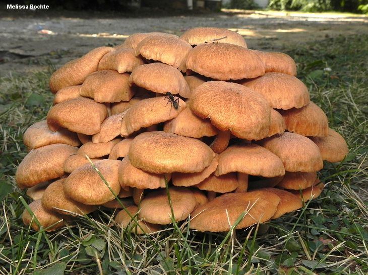 Armillaria Armillaria tabescens MushroomExpertCom