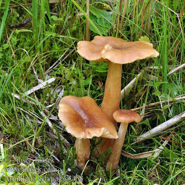 Armillaria ectypa Marsh Honey Fungus Armillaria ectypa