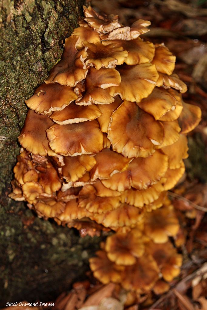 Armillaria Luteobubalina Alchetron The Free Social Encyclopedia