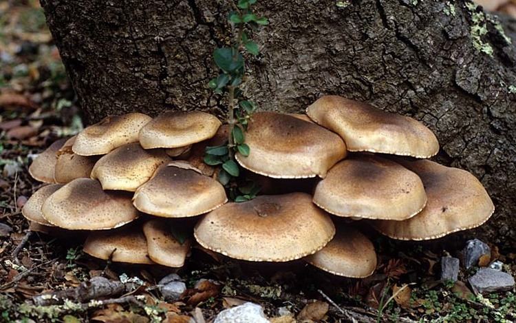 Armillaria mellea California Fungi Armillaria mellea