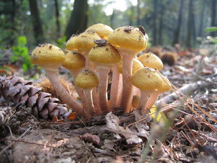 Armillaria mellea Armillaria mellea Shoestring root rot fungus Honey mushroom