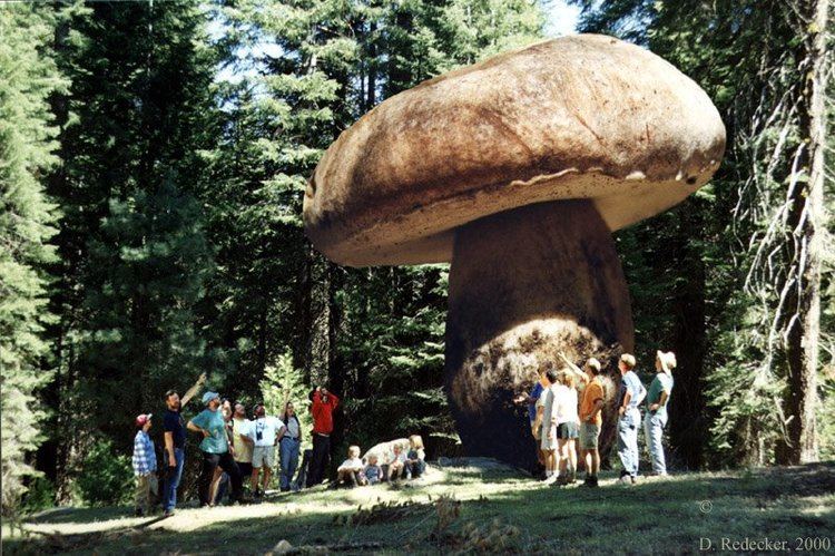 Armillaria ostoyae Strange but True The World39s Largest Organism is a Giant Mushroom