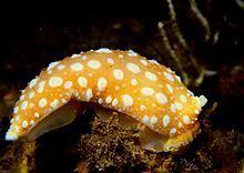Armina maculata httpsuploadwikimediaorgwikipediacommonsthu