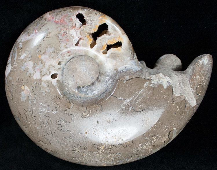 Armonite 43quot Shloenbacchia Ammonite With Crystal Chambers For Sale 11906