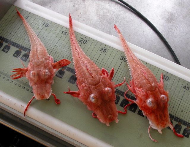 Armored searobin Taste It Freaky Armored Mystery Fish Caught In Malaysia Geekologie