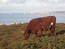 Armorican cattle httpsuploadwikimediaorgwikipediacommonsthu