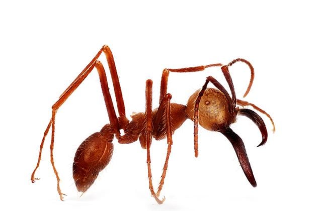 Army ant Extensive Army Ant Collection To Go On Parade UConn Today