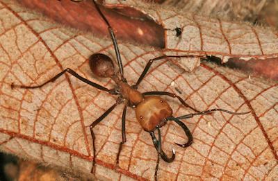 Army ant Army Ants Facts Types amp Life Cycle Studycom
