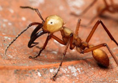 Army ant Alex Wild Photography Photo Keywords army ant soldier ecitoninae