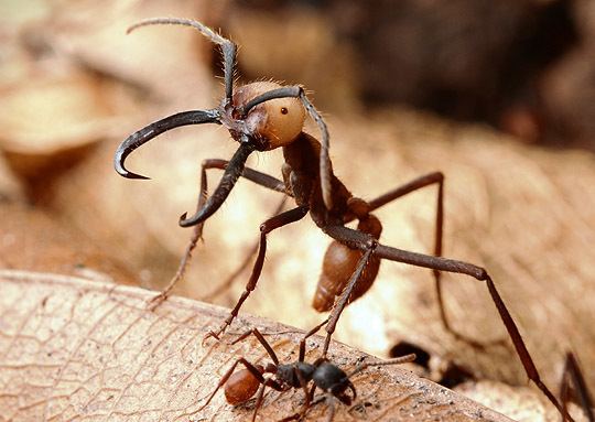 Army ant army ants