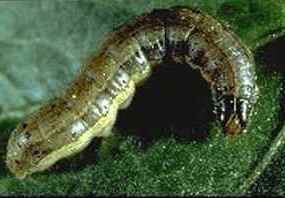 Army cutworm Army Cutworm