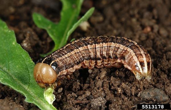 Army cutworm Cutworm management tips Canola Watch Free Unbiased Timely and