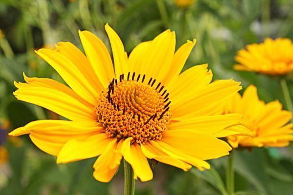 Arnica Arnica The Medicinal Flower Mired in Controversy