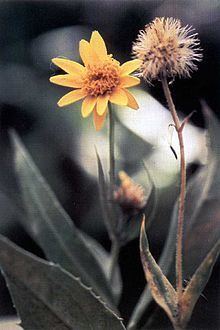 Arnica lanceolata httpsuploadwikimediaorgwikipediacommonsthu