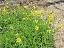 Arnica longifolia httpsuploadwikimediaorgwikipediacommonsthu