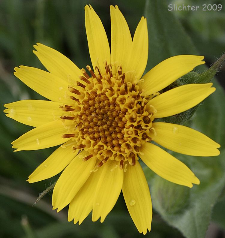 Arnica mollis - Alchetron, The Free Social Encyclopedia