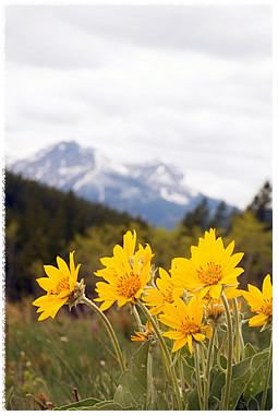 Arnica montana Arnica Montana Arnicare for Pain Relief and Bruising