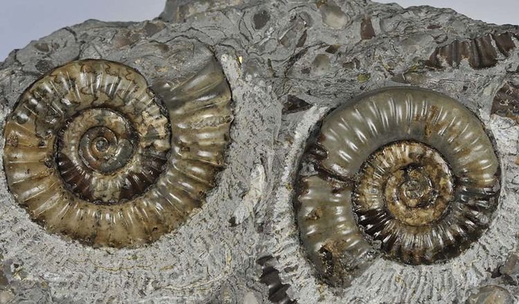 Arnioceras Arnioceras or A frustratingly sticky matrix Yorkshire Ammonites