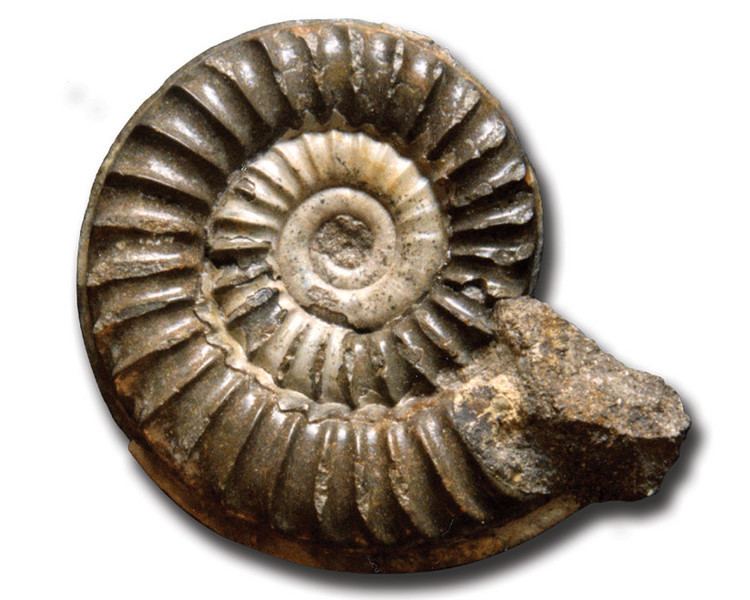 Arnioceras FossilCollectionscouk