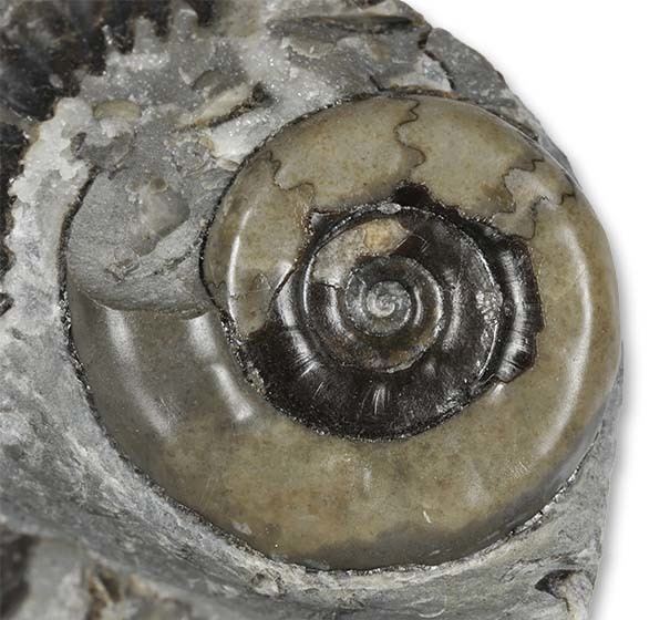 Arnioceras Arnioceras or A frustratingly sticky matrix Yorkshire Ammonites