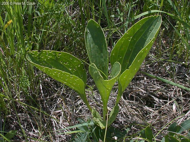 Arnoglossum plantagineum Arnoglossum plantagineum Tuberous Indian Plantain Minnesota