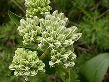 Arnoglossum plantagineum httpsuploadwikimediaorgwikipediacommonsthu