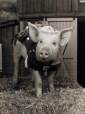 Arnold Ziffel Arnold the Pig 1964 1972 Find A Grave Memorial