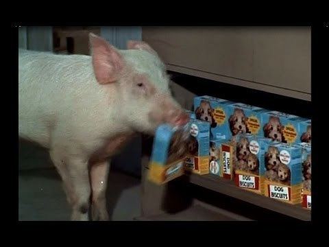 Arnold Ziffel Arnold Ziffel39s Pig Biscuits Green Acres 1967 YouTube
